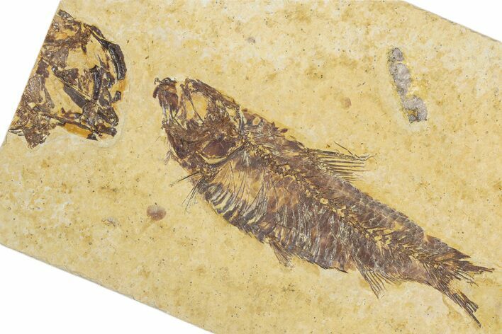 Detailed Fossil Fish (Knightia) - Wyoming #355616
